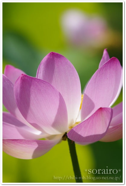 lotus3.jpg